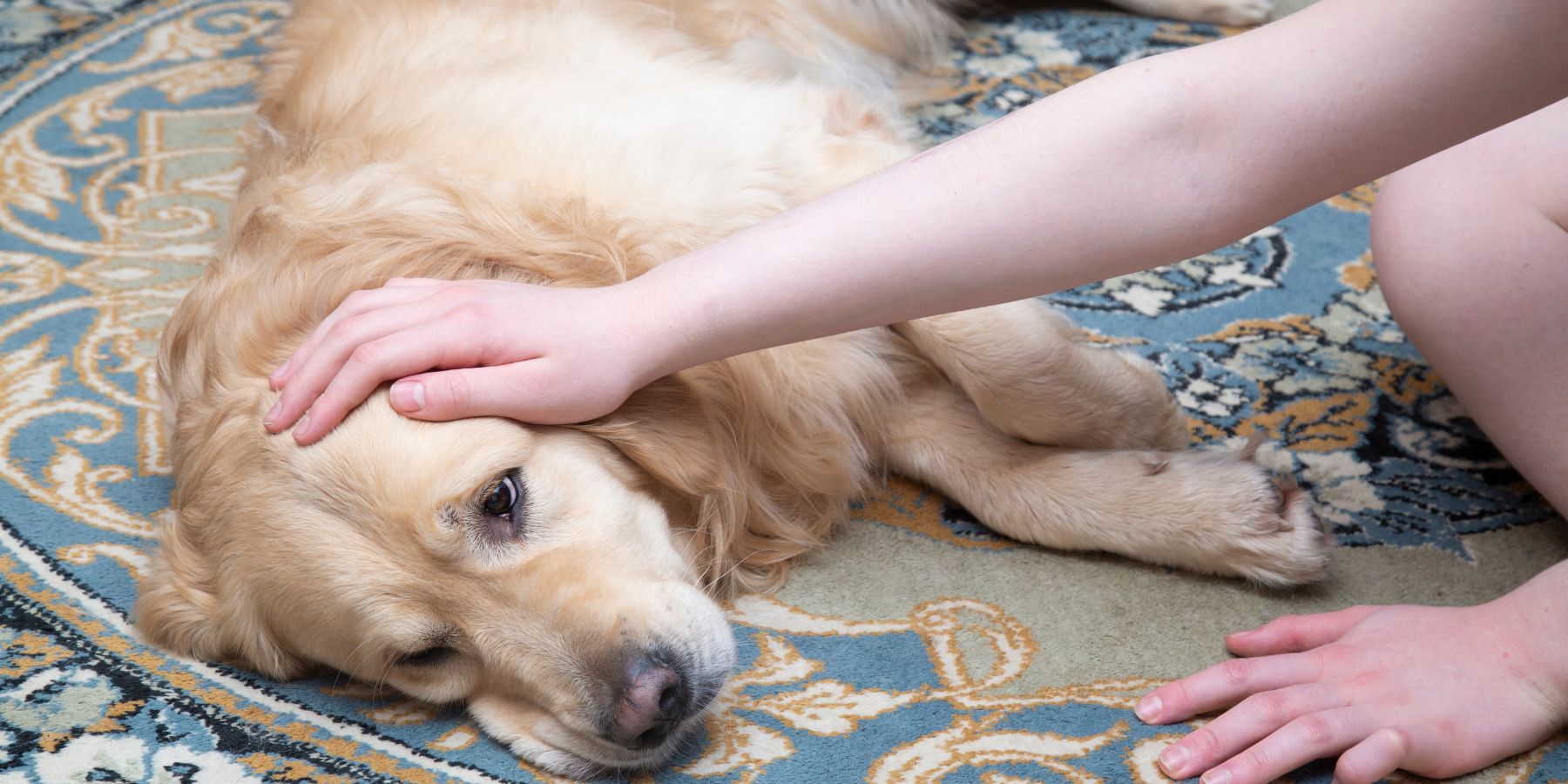 Exploring Common Causes Behind Dog Collapsed Trachea