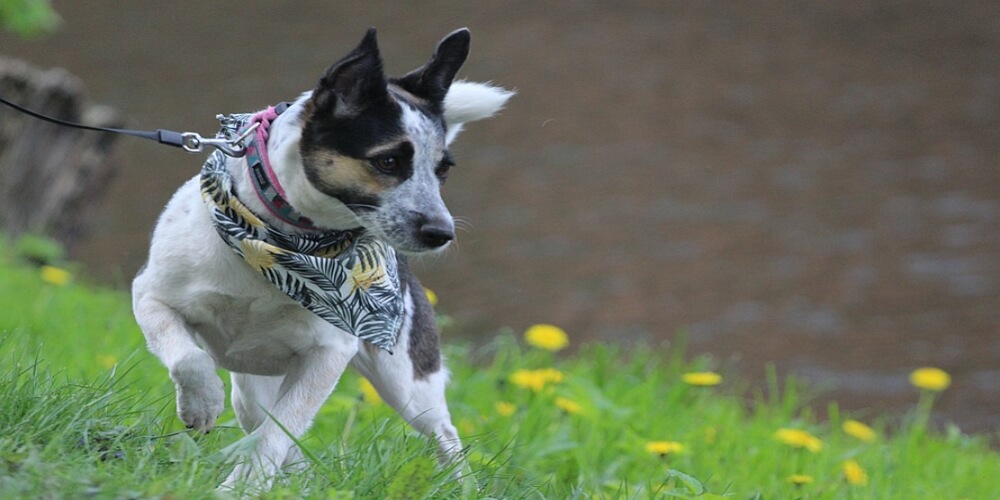 How to Find Cheap Bandanas for Your Dog